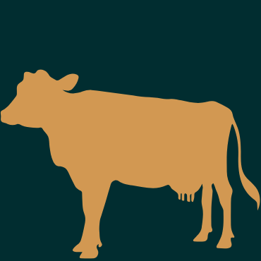 Marhahús kutyáknak és macskáknak